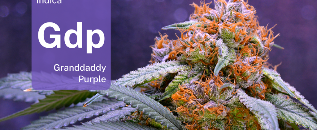 meet-the-daddy-of-granddaddy-purple-|-where-to-order-skittles-moonrock-online