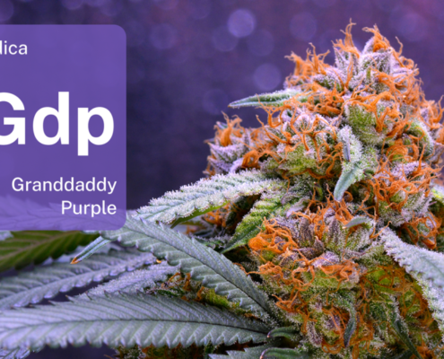 meet-the-daddy-of-granddaddy-purple-|-where-to-order-skittles-moonrock-online