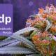 meet-the-daddy-of-granddaddy-purple-|-where-to-order-skittles-moonrock-online